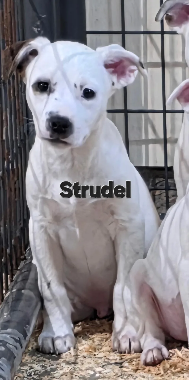 Strudel