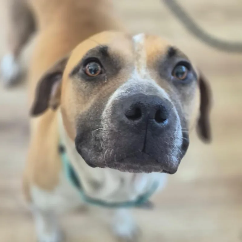 An adult medium-sized female Yellow / Tan / Blond / Fawn American Staffordshire Terrier dog named Lottie for adoption in Chapel Hill, NC