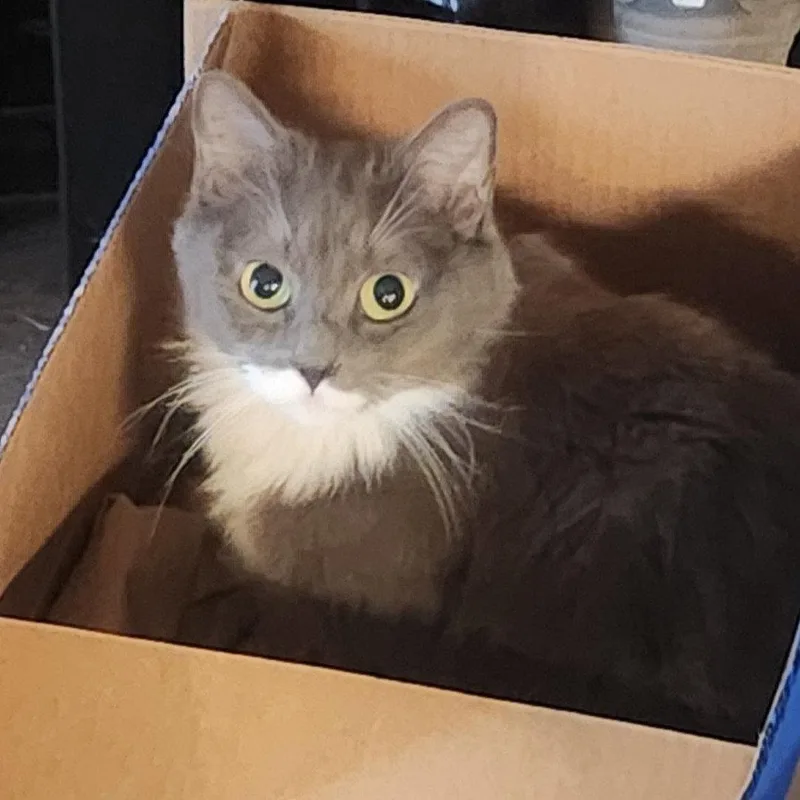 An adult medium-sized female Gray & White Domestic Medium Hair cat named Rosie for adoption in San Jose, CA