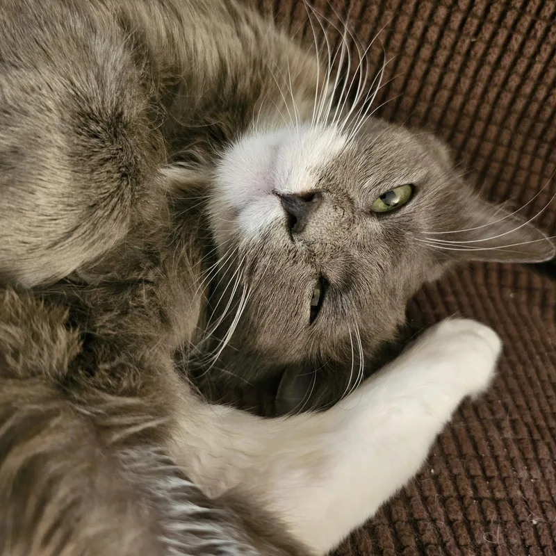 Rosie thumbnail 3