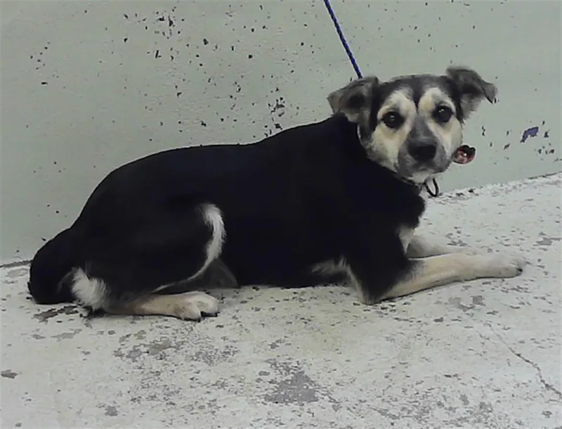 An adult medium-sized female Labrador Retriever dog named Polly for adoption in Houston, TX