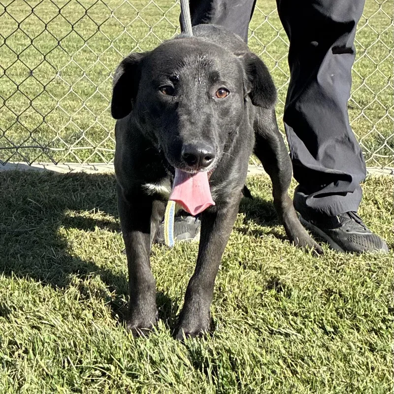 An adult medium-sized female Black Labrador Retriever dog named Diamond for adoption in Delano, CA