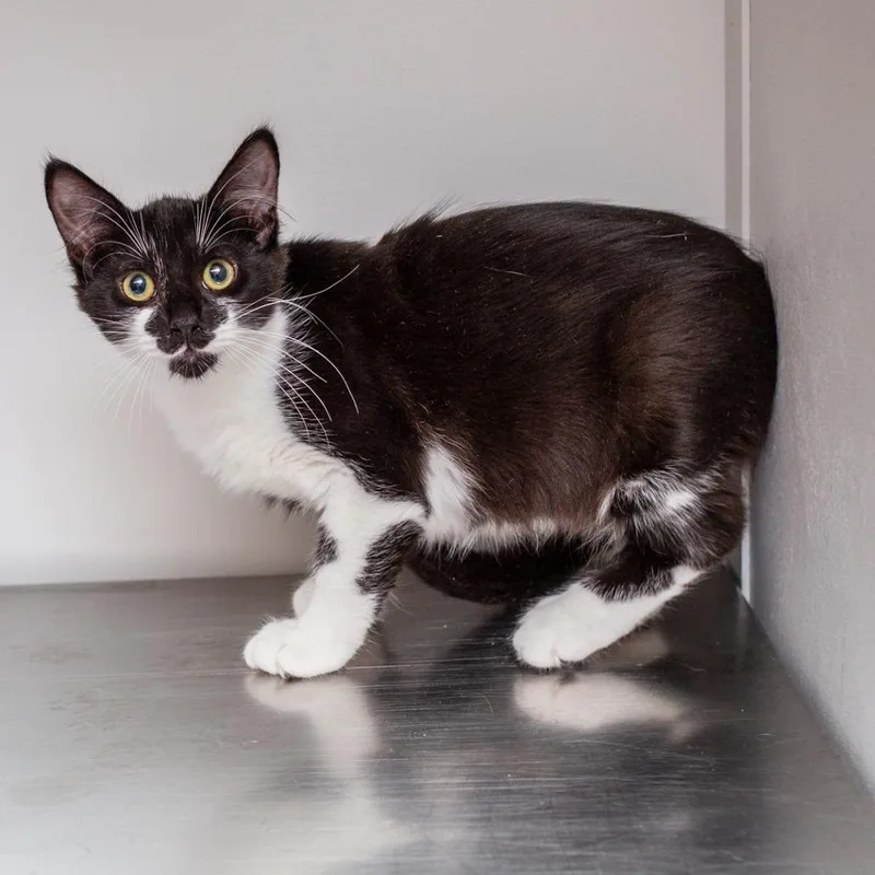 A baby small-sized male Black Domestic Short Hair cat named Cartier for adoption in Hattiesburg, MS