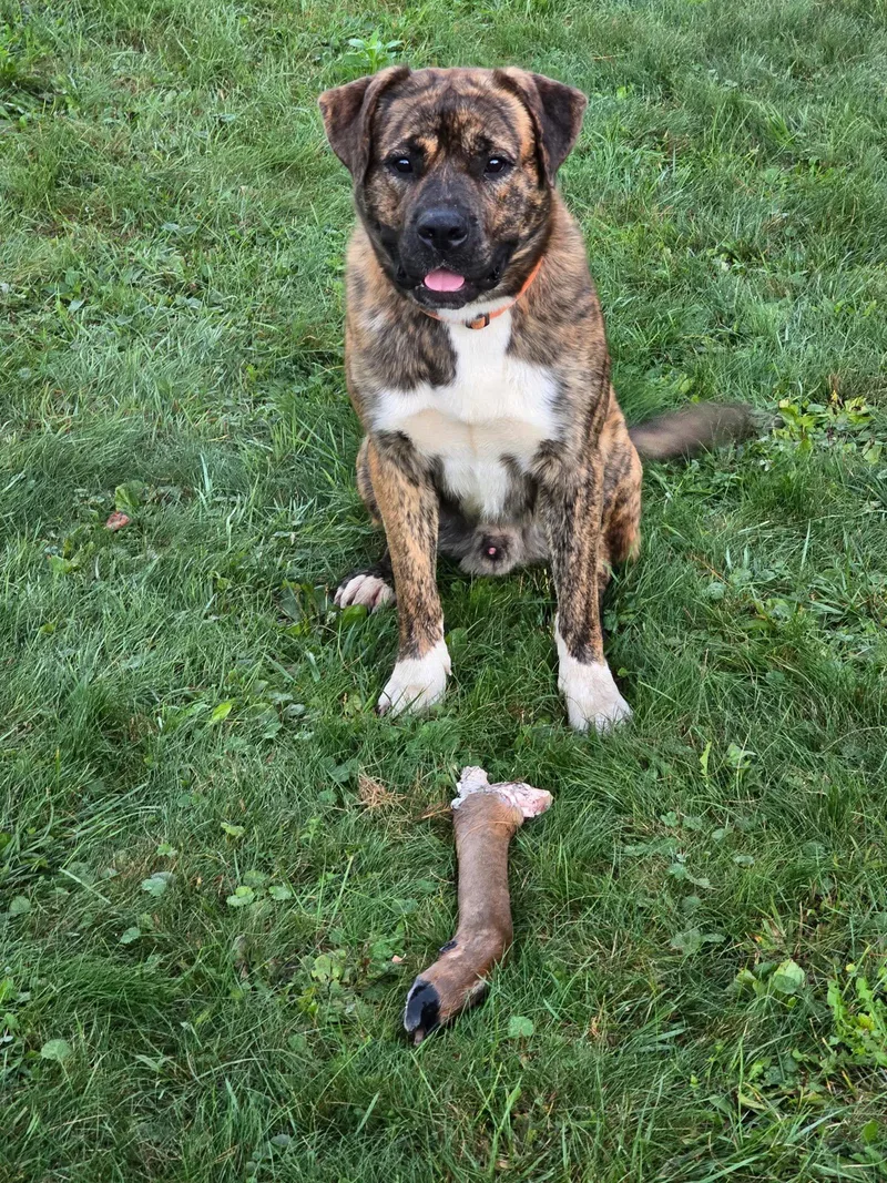 A young large-sized male Brindle Husky dog named Scooby for adoption in Mora, MN