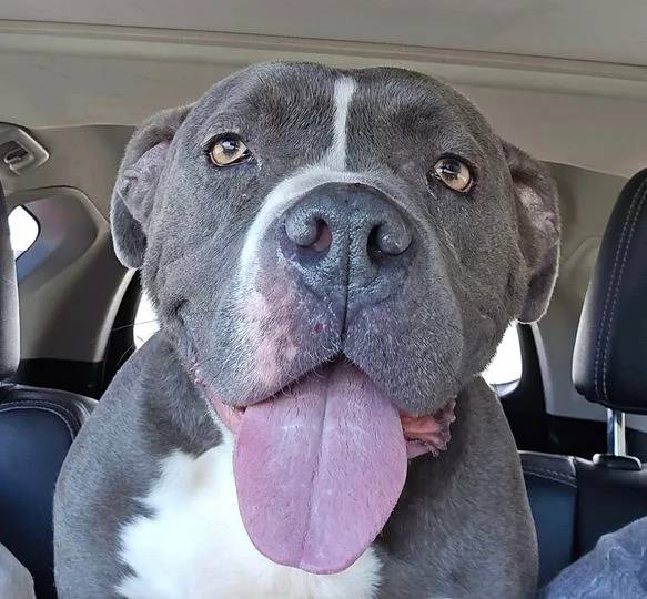 An adult medium-sized male Gray / Blue / Silver Boxer dog named Walt for adoption in Vassalboro, ME