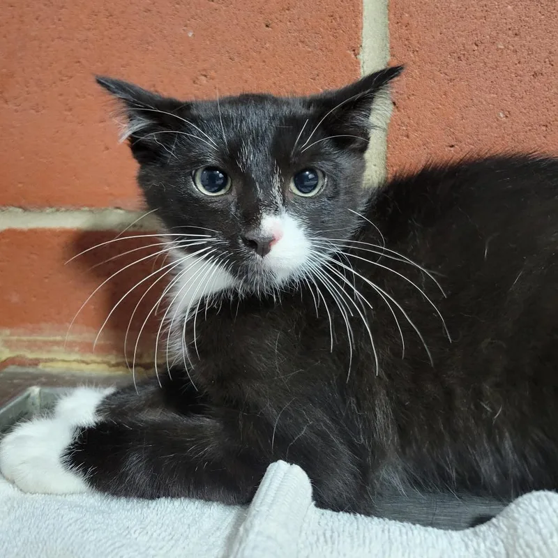 A baby small-sized male Black Domestic Short Hair cat named Elvis for adoption in Cabot, AR