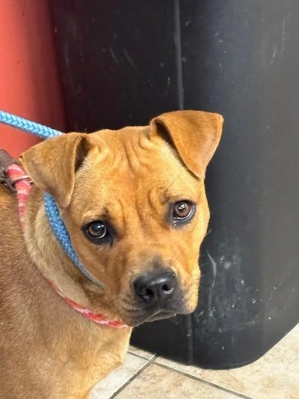 A young medium-sized female Yellow / Tan / Blond / Fawn Mixed Breed dog named Porch for adoption in Cincinnati, OH