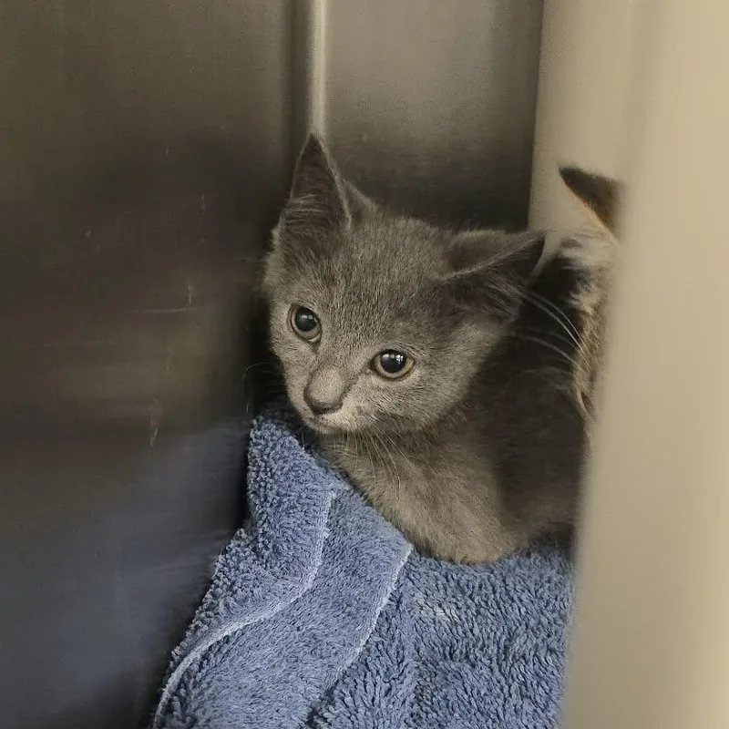 A baby medium-sized female Domestic Short Hair cat named Venus for adoption in Orange, VA