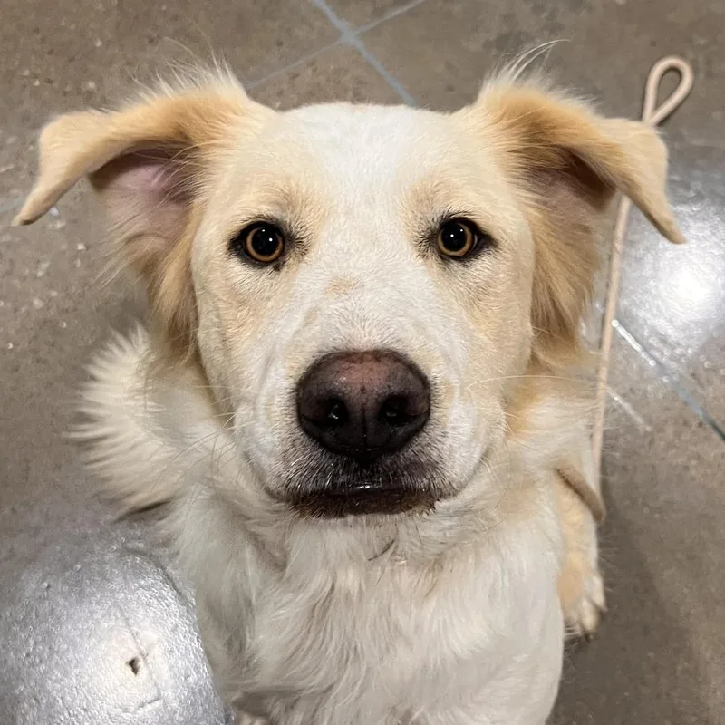 An adult large-sized female White / Cream Great Pyrenees dog named Judd for adoption in Washburn, MO