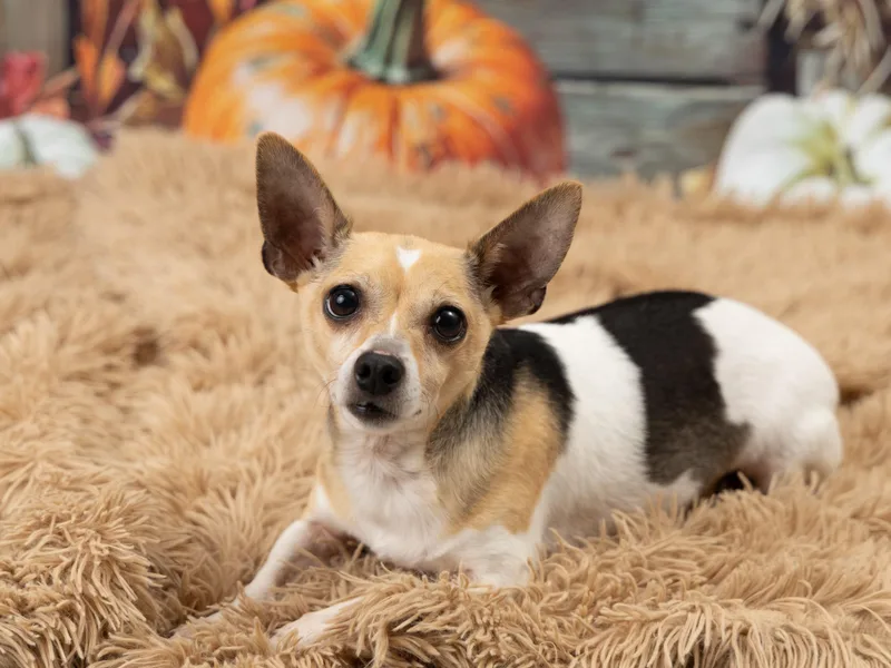 Skippy Jon Jones