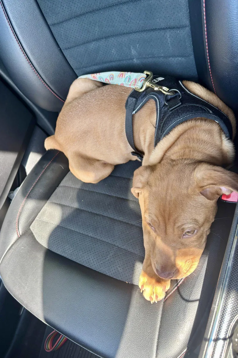 A baby medium-sized female American Staffordshire Terrier dog named Ava for adoption in Holly Springs, NC