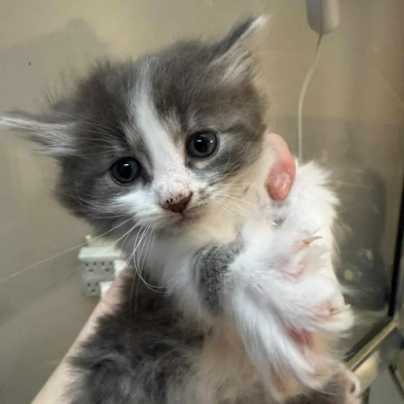 A baby small-sized male Gray / Blue / Silver Domestic Medium Hair cat named Figaro for adoption in Beckley, WV