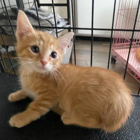 A baby small-sized male Orange / Red Domestic Short Hair cat named Julius for adoption in Dayton, OH