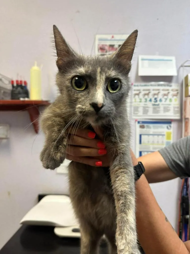 A young medium-sized female Domestic Short Hair cat named Janie for adoption in New Braunfels, TX