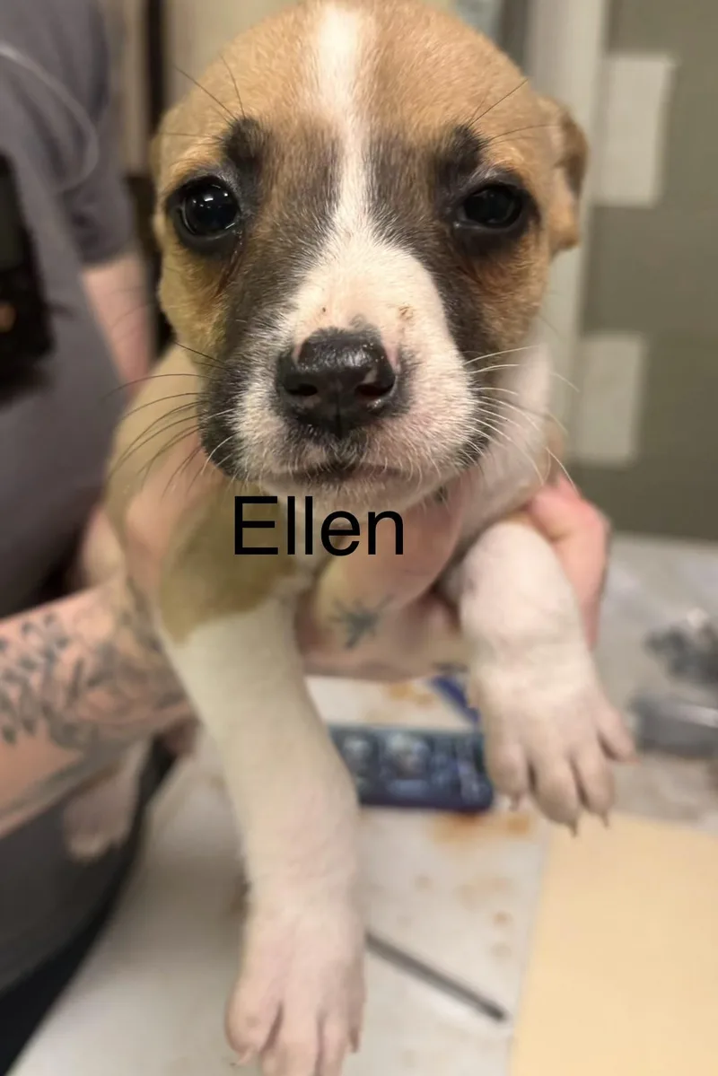 Ellen
