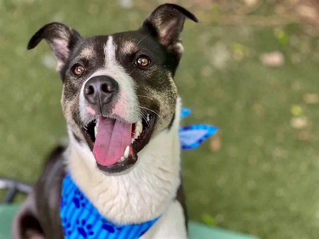 A young medium-sized male Mixed Breed dog named Blue for adoption in Charlotte, NC