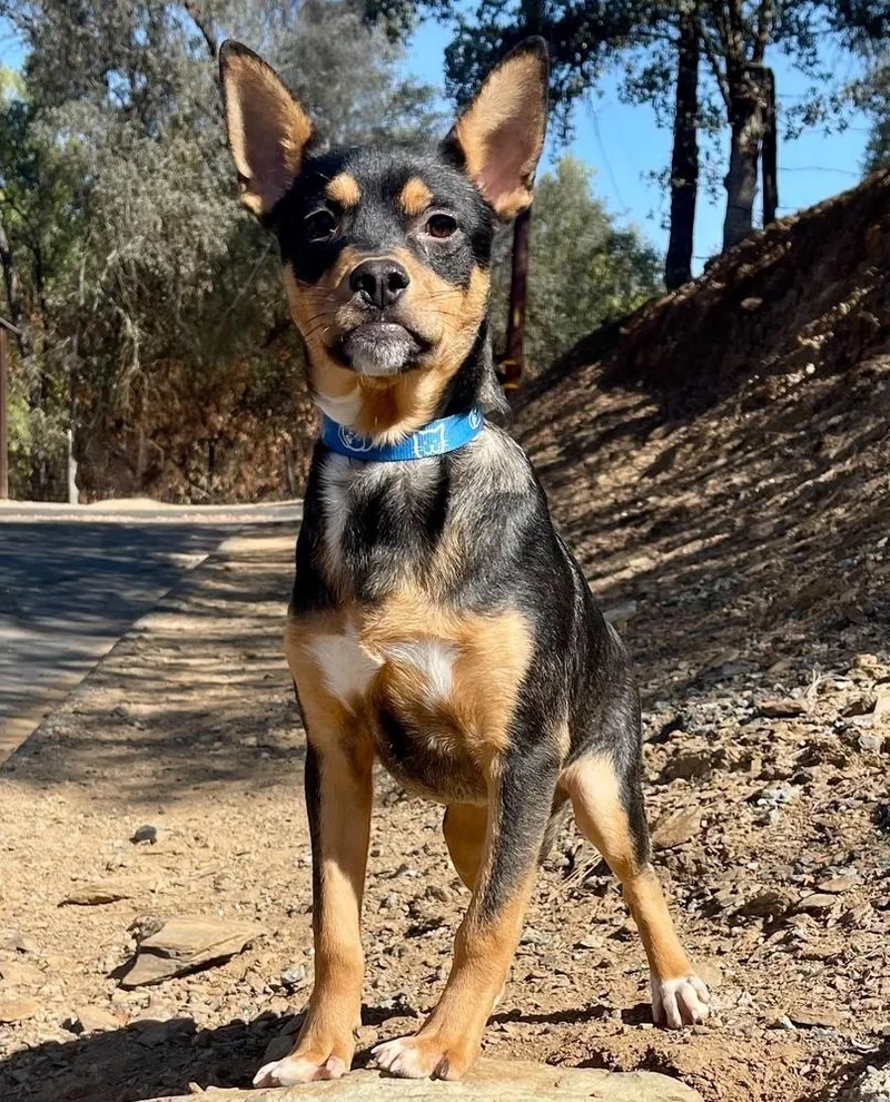 A young medium-sized male Australian Kelpie dog named Skeeter for adoption in Jamestown, CA