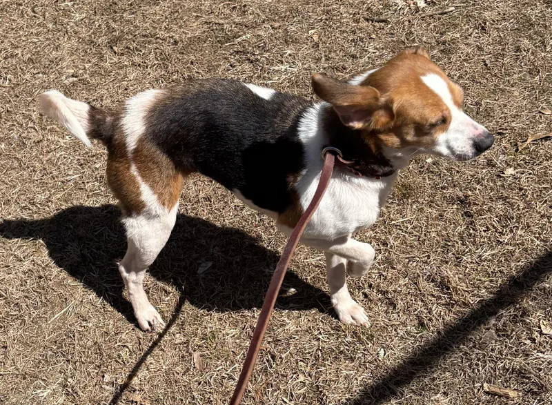 Rosie thumbnail 3