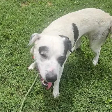 An adult medium-sized male White / Cream Mixed Breed dog named Dobby for adoption in Melbourne, KY