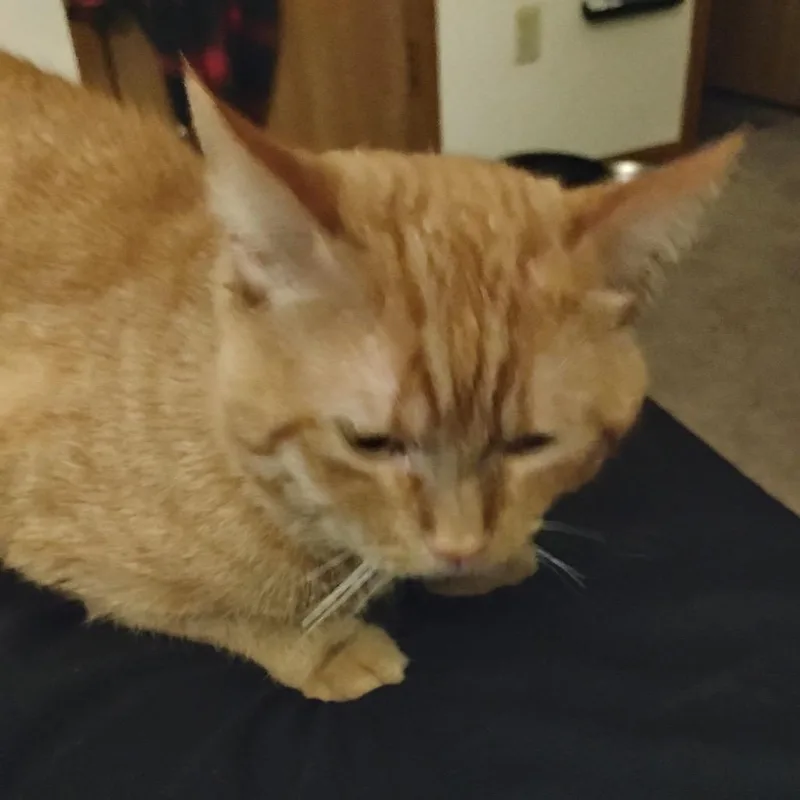 An adult small-sized male Orange / Red Siamese cat named Asammi for adoption in Rochester, MN