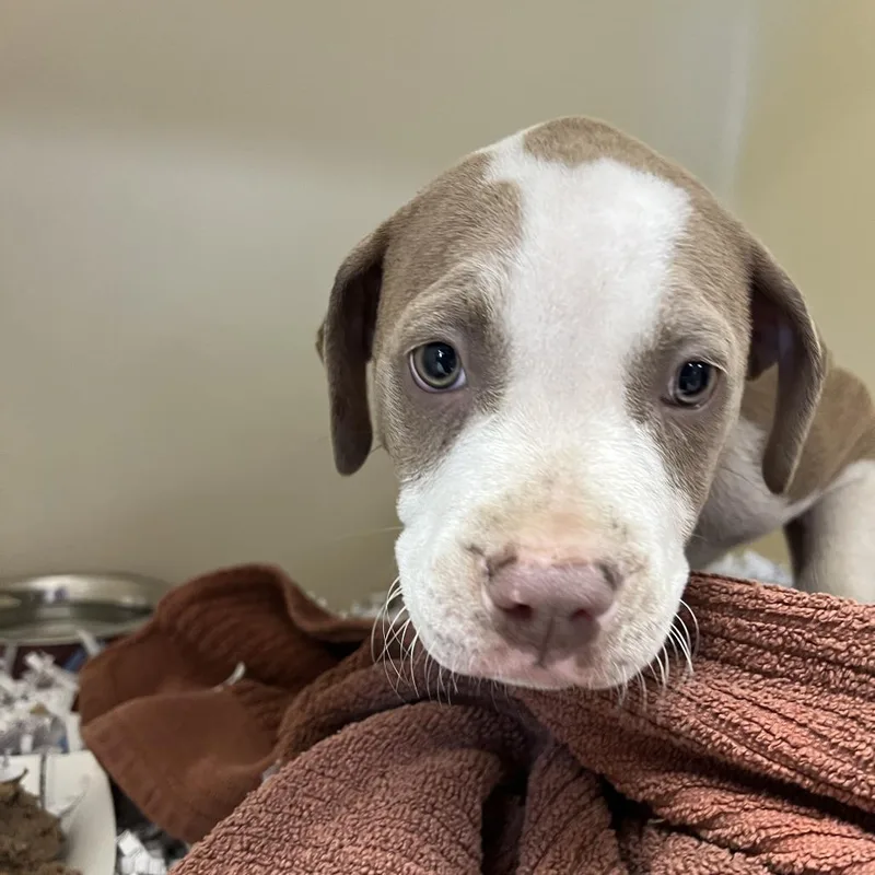 Woodford thumbnail 2