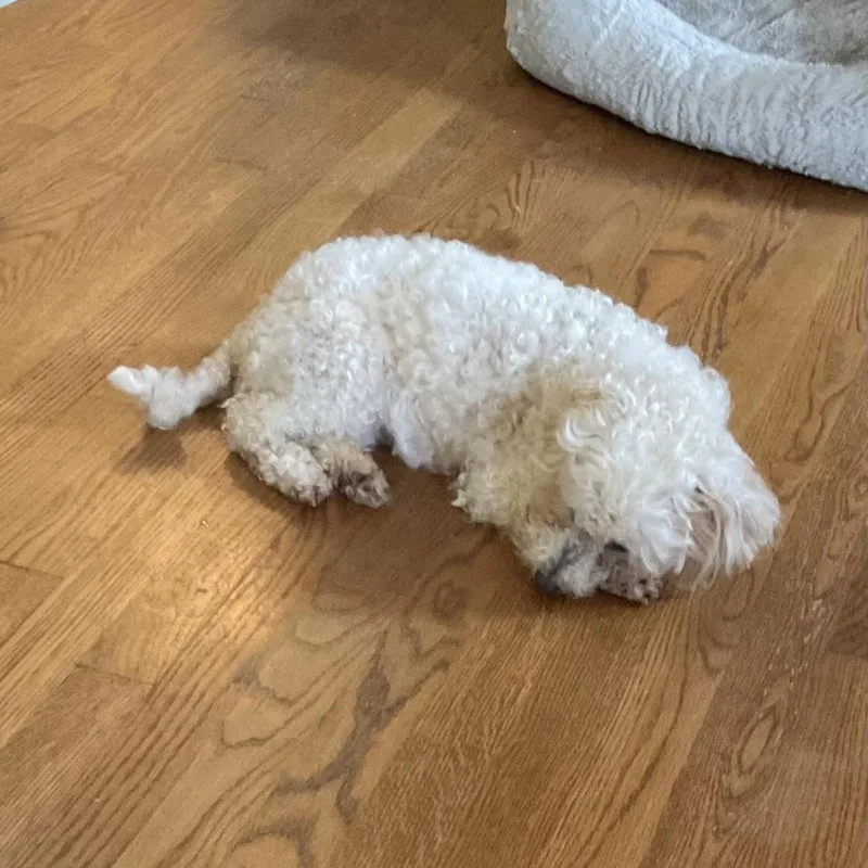 A senior small-sized female Poodle dog named Lillybee for adoption in Hillsborough , NC