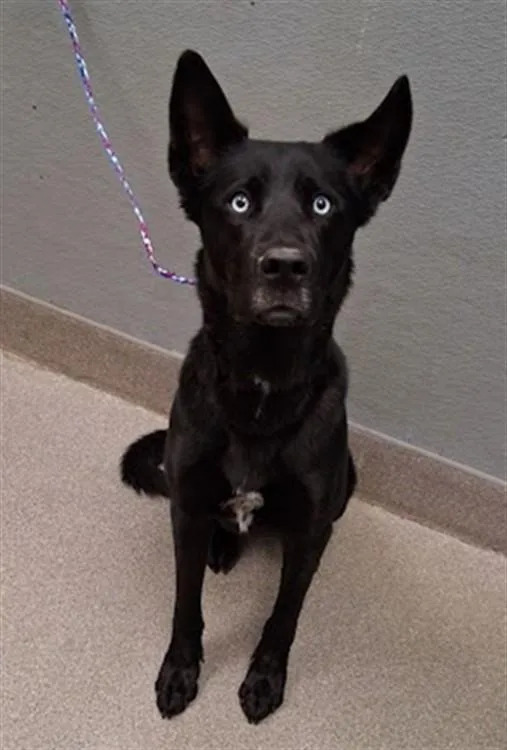 A young large-sized male Husky dog named Zeus for adoption in Las Vegas, NV