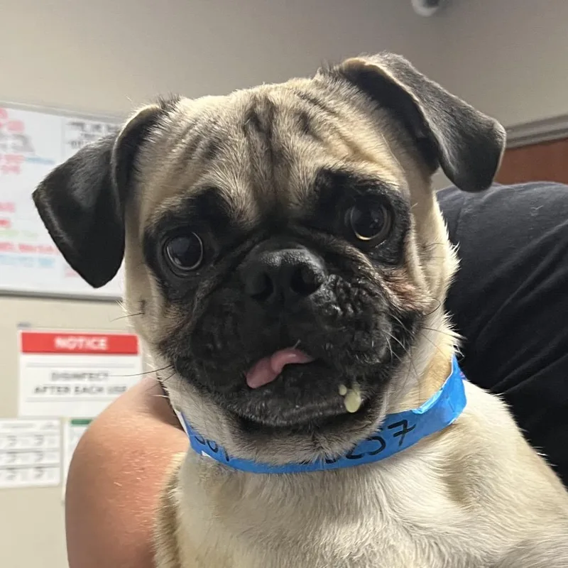An adult medium-sized male Yellow / Tan / Blond / Fawn Pug dog named Sol for adoption in Yuma, AZ
