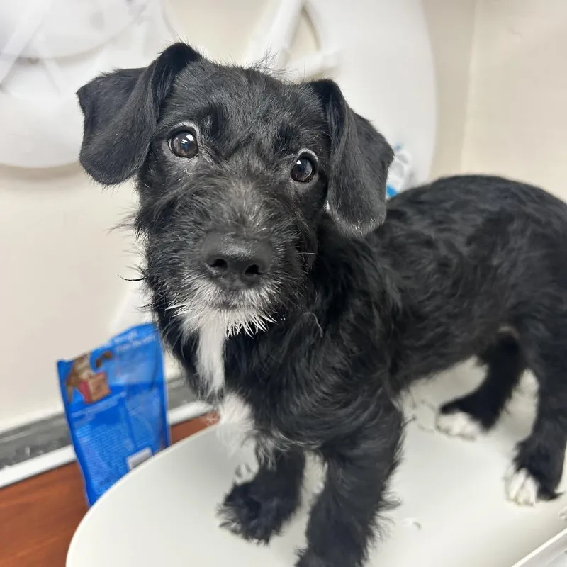 A baby small-sized female Black Mixed Breed dog named Iris for adoption in Uniontown, PA