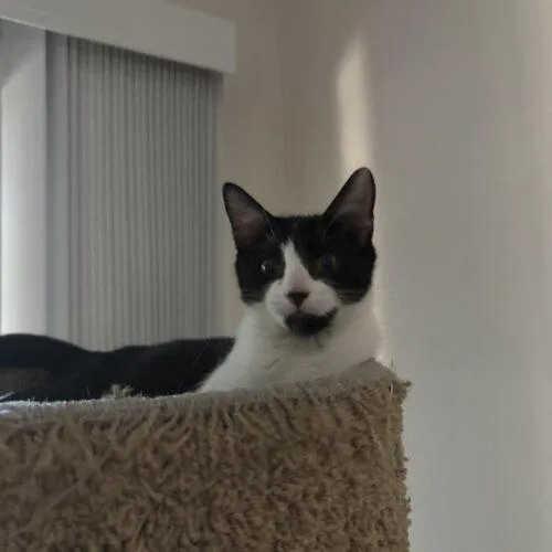 A baby small-sized male Domestic Short Hair cat named Jason for adoption in Tampa, FL