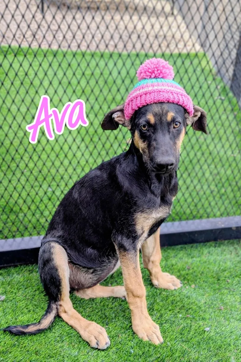Ava thumbnail 2