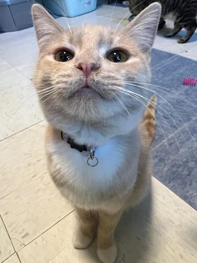 A baby medium-sized male Domestic Short Hair cat named Dominick for adoption in Rice Lake, WI