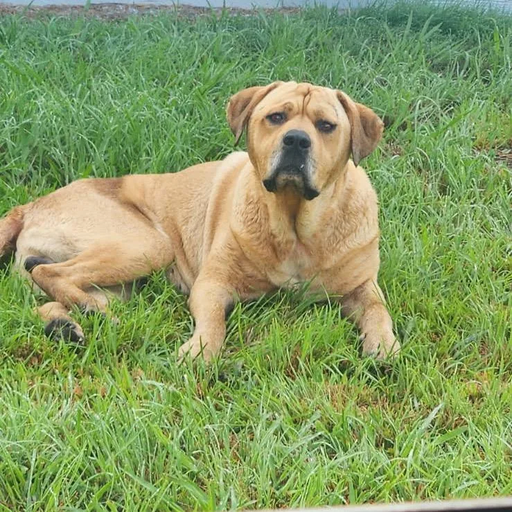 An adult large-sized male Yellow / Tan / Blond / Fawn Pit Bull Terrier dog named StrayDenny Store Rd for adoption in Roxboro, NC