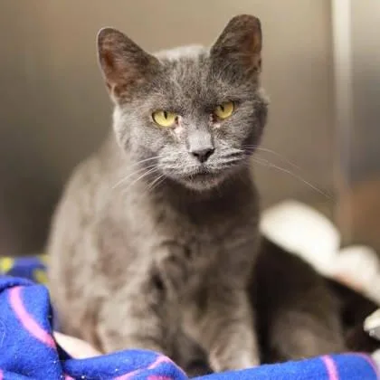 An adult small-sized female Gray / Blue / Silver Domestic Short Hair cat named Nila for adoption in Atlanta, GA