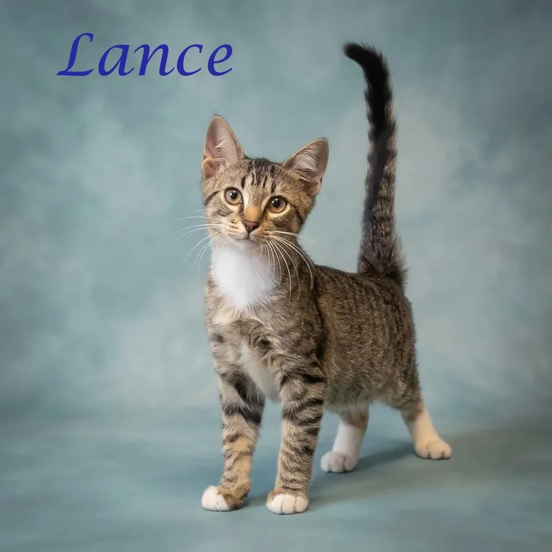 A baby medium-sized male Brown / Chocolate Domestic Short Hair cat named Lance C for adoption in Lebanon, TN