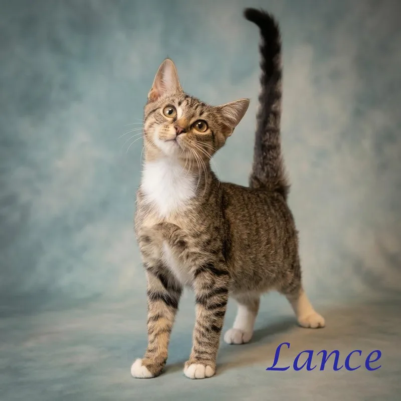 Lance C thumbnail 2