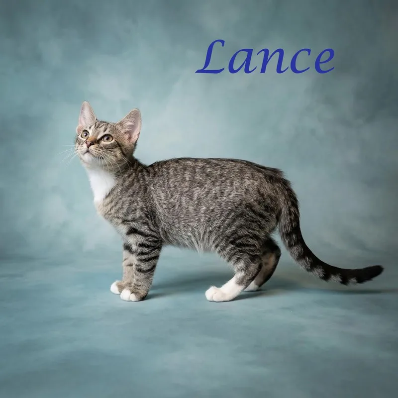 Lance C thumbnail 3