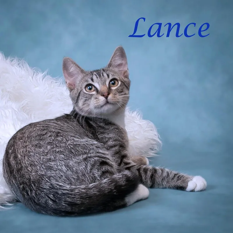 Lance C thumbnail 4