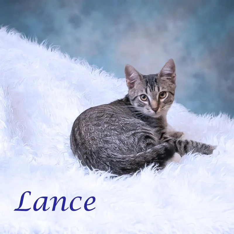 Lance C thumbnail 5