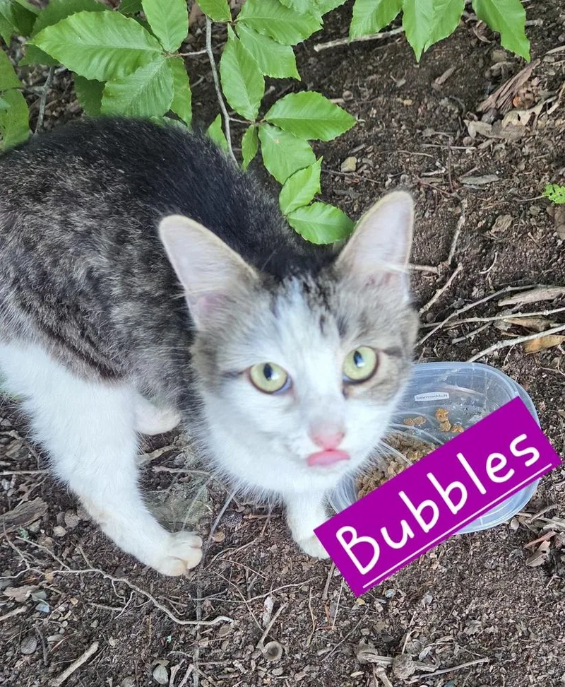 Bubbles