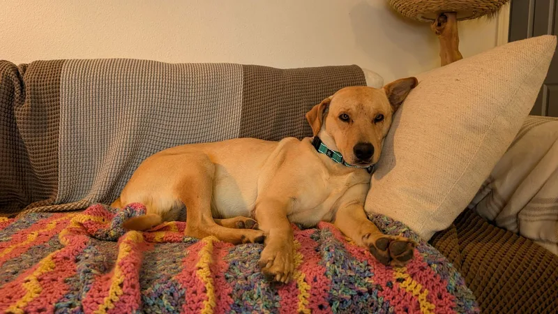 An adult medium-sized female Labrador Retriever dog named Willow for adoption in Lewisville, IN