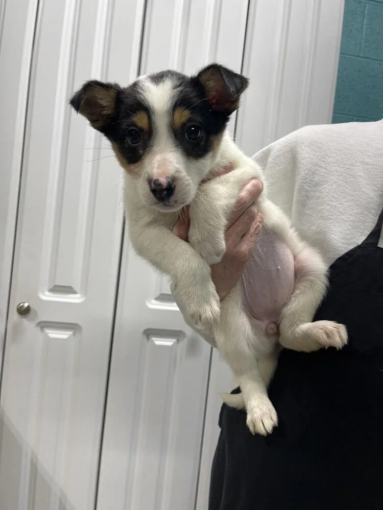 A young medium-sized female Tricolor (Brown, Black, & White) Corgi dog named Piper for adoption in Chattanooga, TN