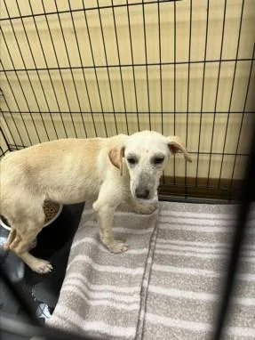 A young small-sized female Labrador Retriever dog named Lemon for adoption in Texas City, TX