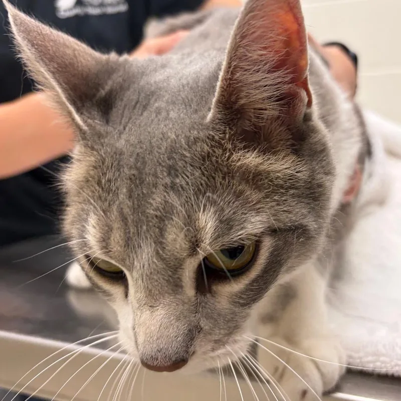 An adult large-sized female Gray / Blue / Silver Domestic Short Hair cat named Baylee for adoption in Murray, UT