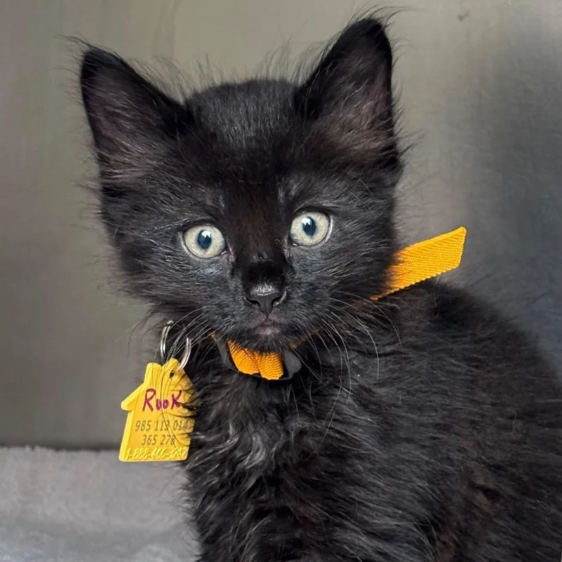 A baby small-sized male Black Domestic Medium Hair cat named Rookidee for adoption in Springfield, MA