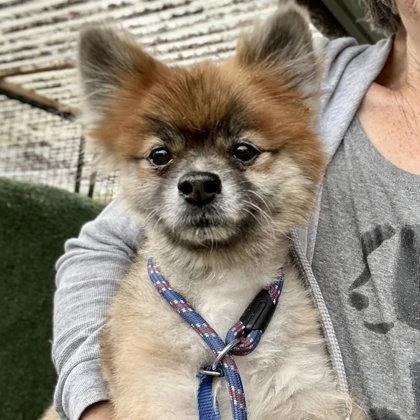 A senior small-sized male Pomeranian dog named Tiny for adoption in Oakland, CA