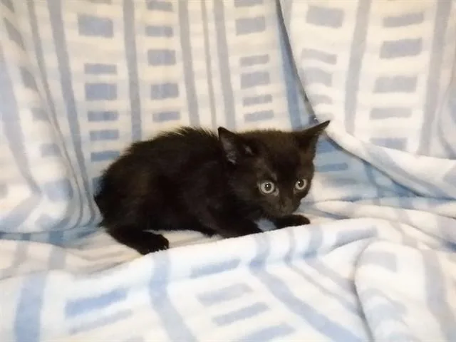 A baby small-sized female Domestic Short Hair cat named Ophelia for adoption in San Jose, CA