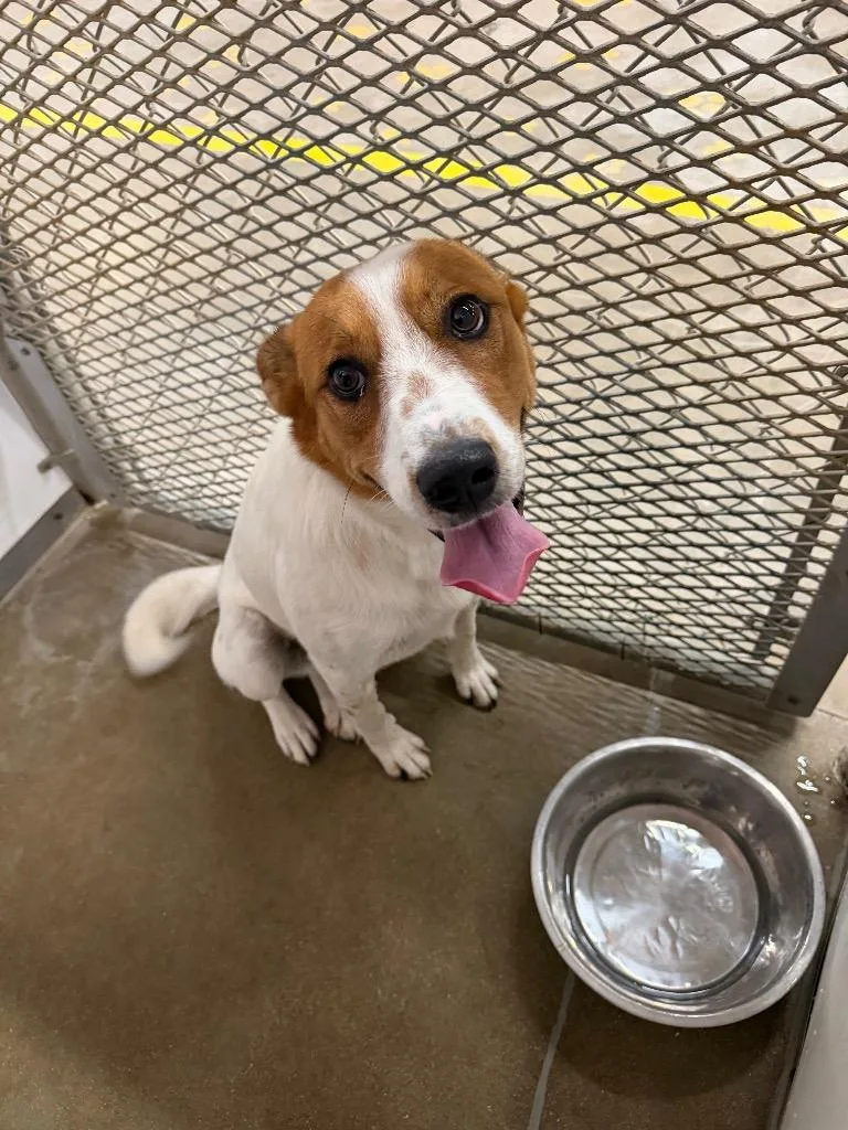 A baby medium-sized male Australian Cattle Dog / Blue Heeler dog named St. Nick for adoption in Belton, TX