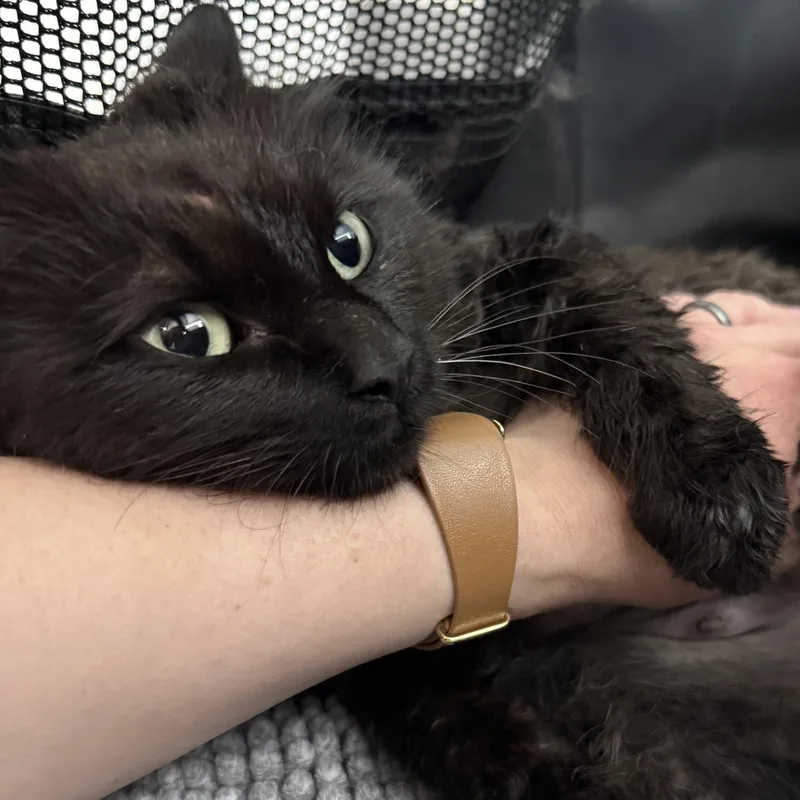 A young medium-sized female Black Domestic Long Hair cat named Pear for adoption in Fredericksburg, VA