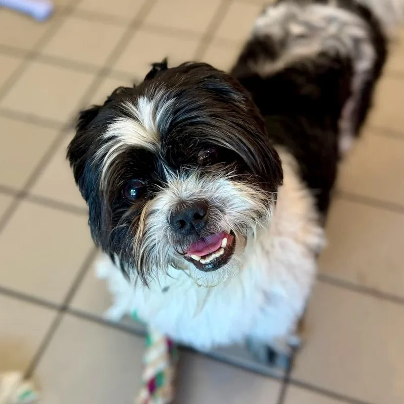 An adult small-sized male Tricolor (Brown, Black, & White) Shih Tzu dog named Mister Benji for adoption in Long Island City, NY